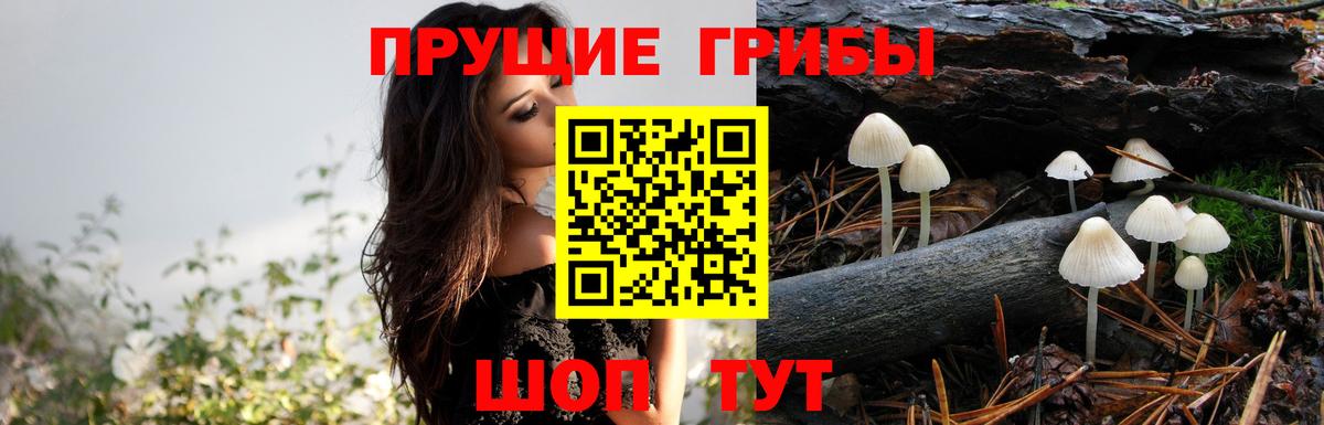Псилоцибиновые грибы MAGIC MUSHROOMS  Вход с VPN  Галлюциногенные грибы прущие грибы  Советск 